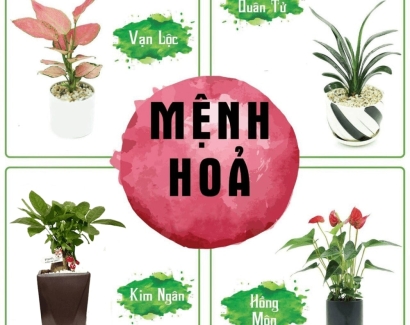 [MÁCH BẠN] 9 CÂY PHONG THỦY HỢP MỆNH HỎA ĐEM LẠI MAY MẮN, TÀI LỘC